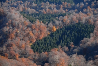 n1.jpg